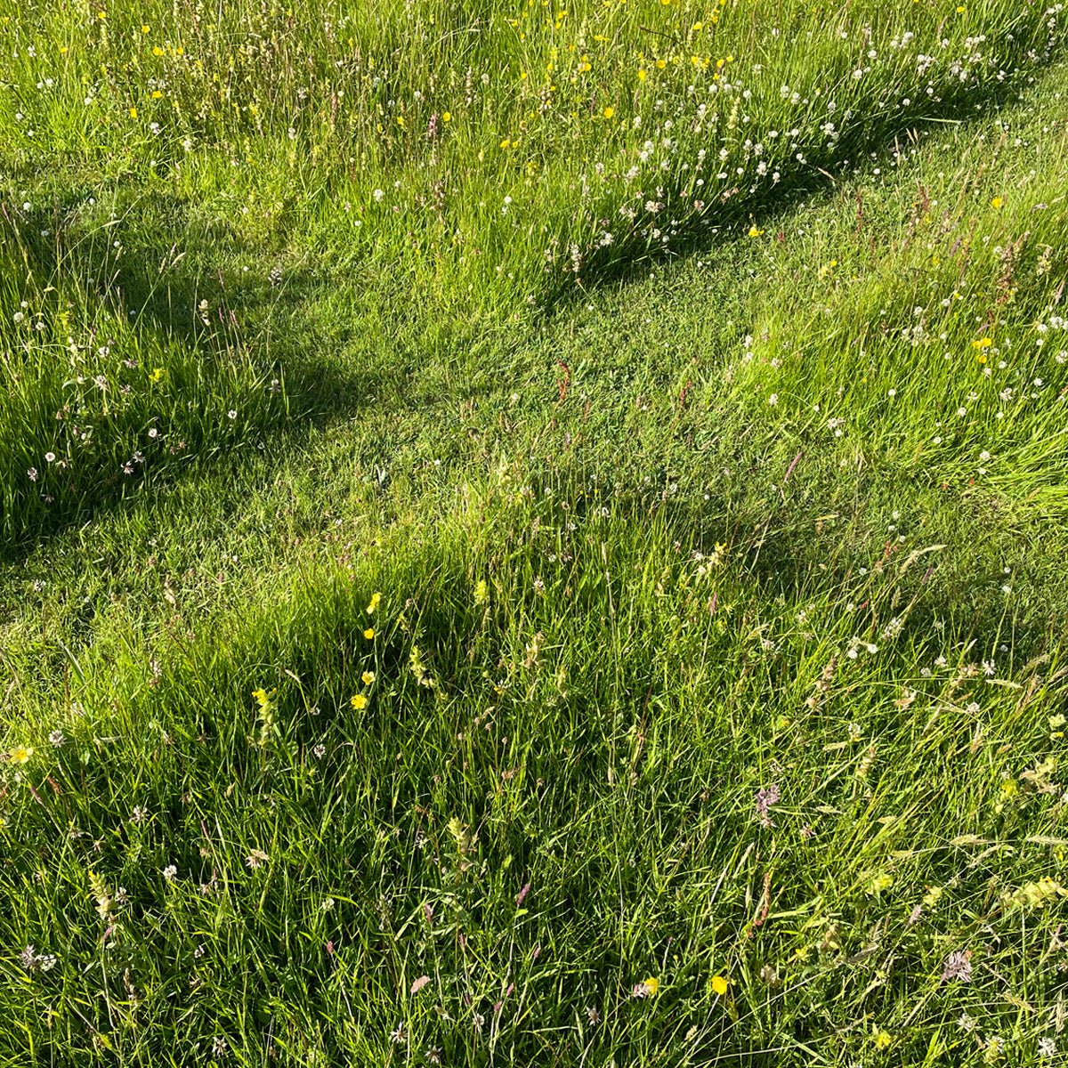 Crofting in the Sanctuary