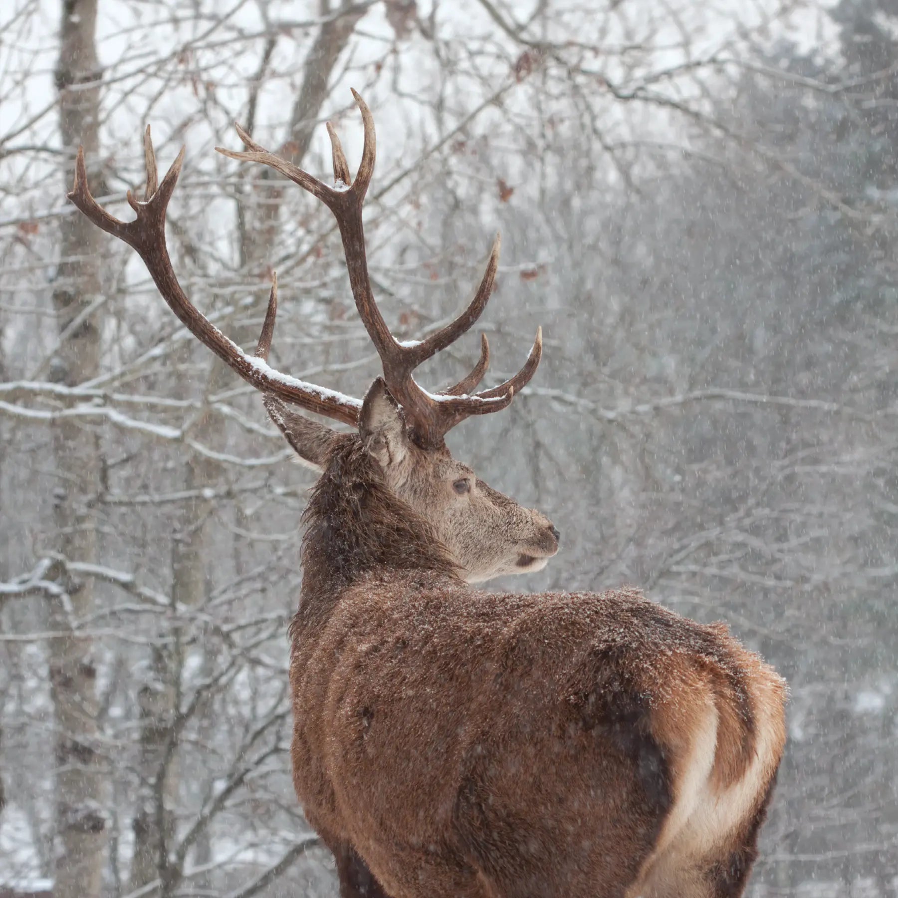 Pack of 4 Stag Greeting Cards | Cairtean