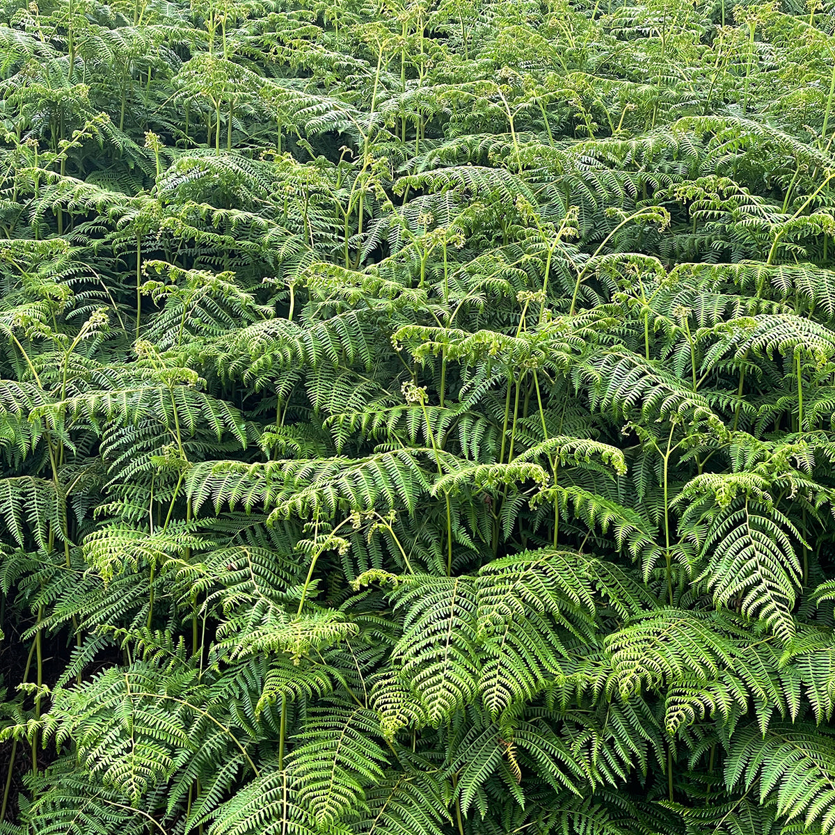 Applecross Croft was covered in bracken, reeds and brambles back when we started.