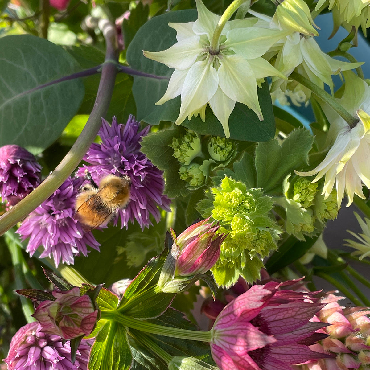 A bee on flowers from Applecross croft grown on the Applecross Peninsula.