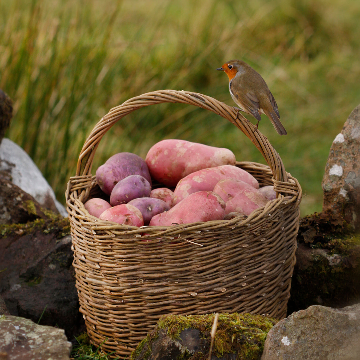 A robin sitting on a handwoven willow basket full of potatoes from the croft – Applecross Croft